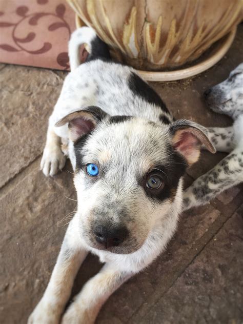 catahoula heeler mix puppies.